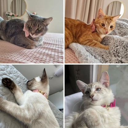 Photos client de nos colliers en velours avec nœud pour chat