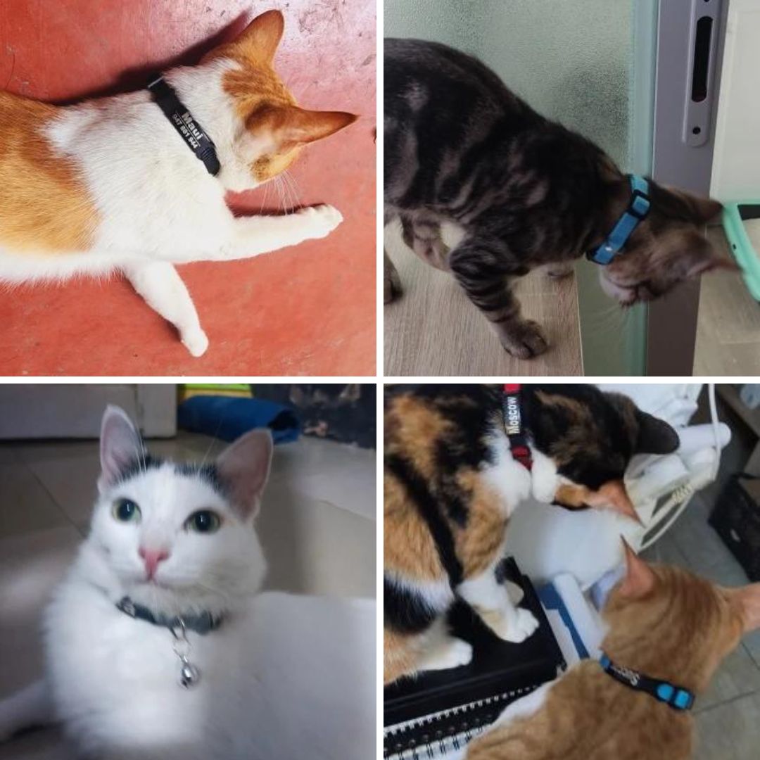 Photos clients de nos Colliers personnalisables avec clochette pour chat