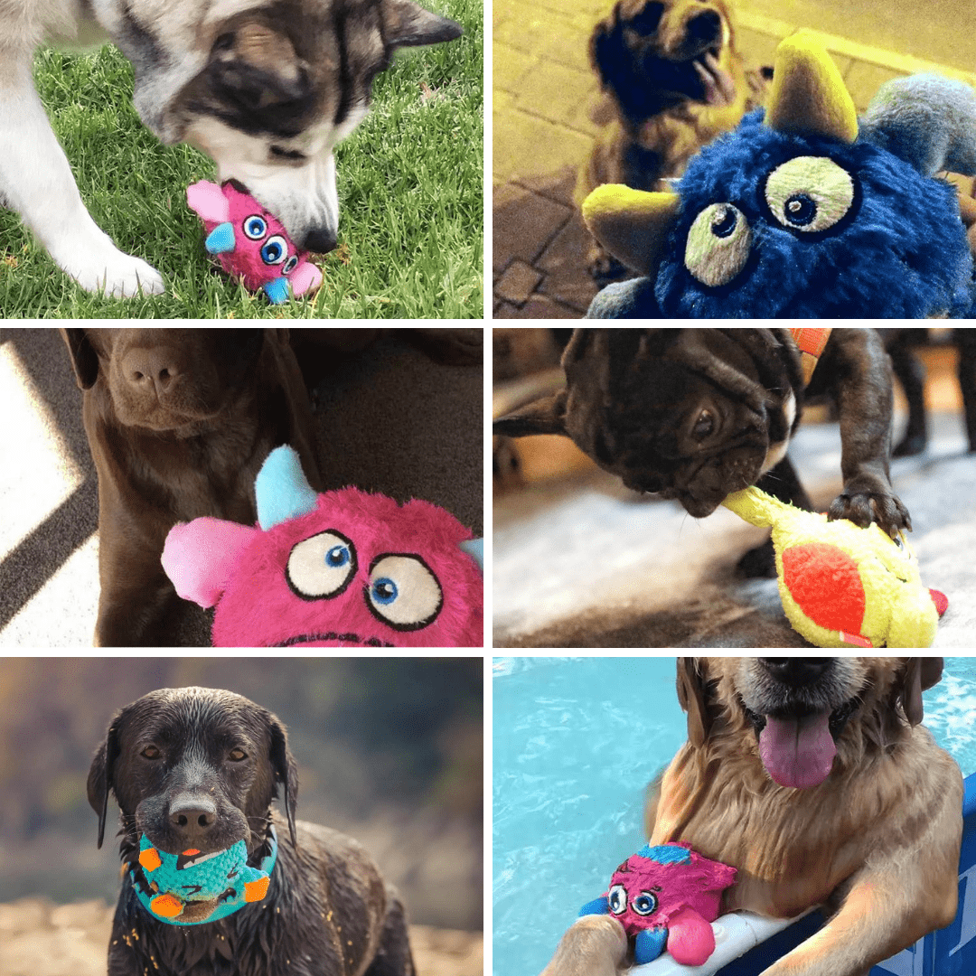 Photos clients de notre peluche pour chien - Monstre interactif