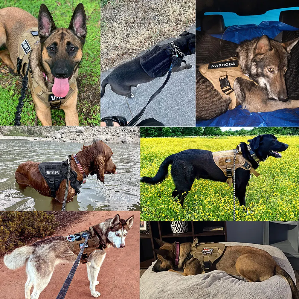 photos clients de chiens avec notre harnais tactique