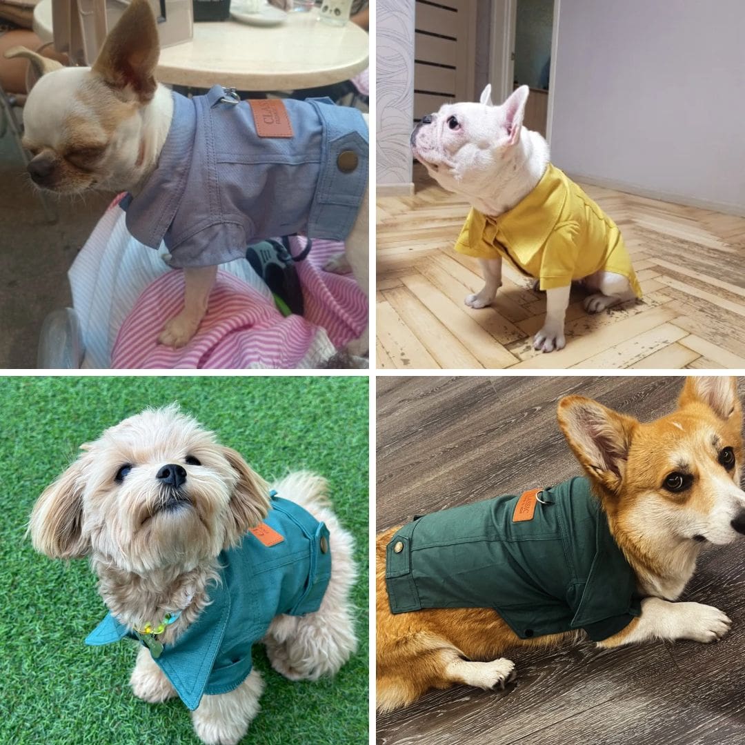 Photos clients de notre veste Denim de printemps pour chien