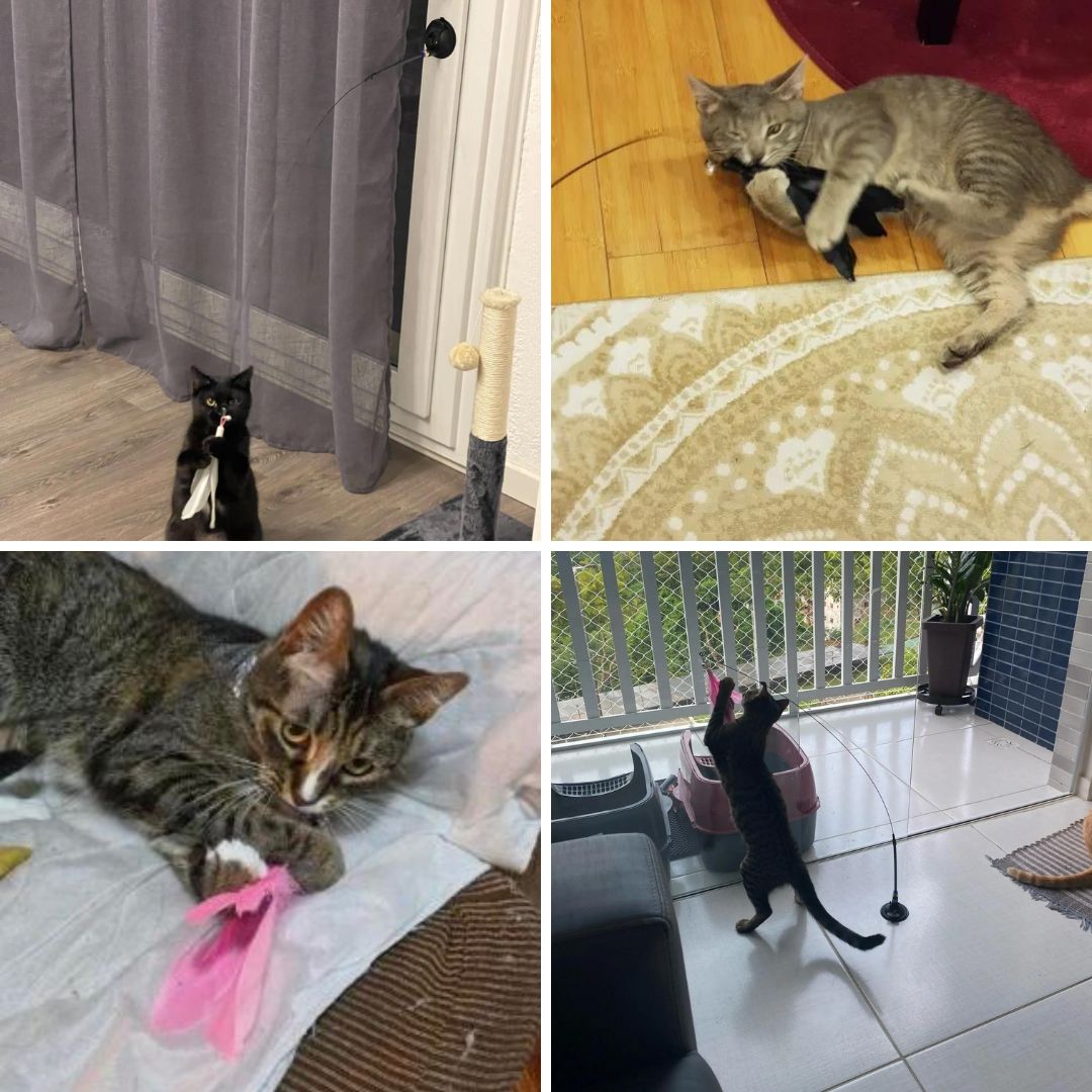 Photos clients de notre canne à pêche avec ventouse pour chat