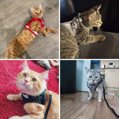 Photos clients de notre harnais réfléchissant pour chat et petit chien