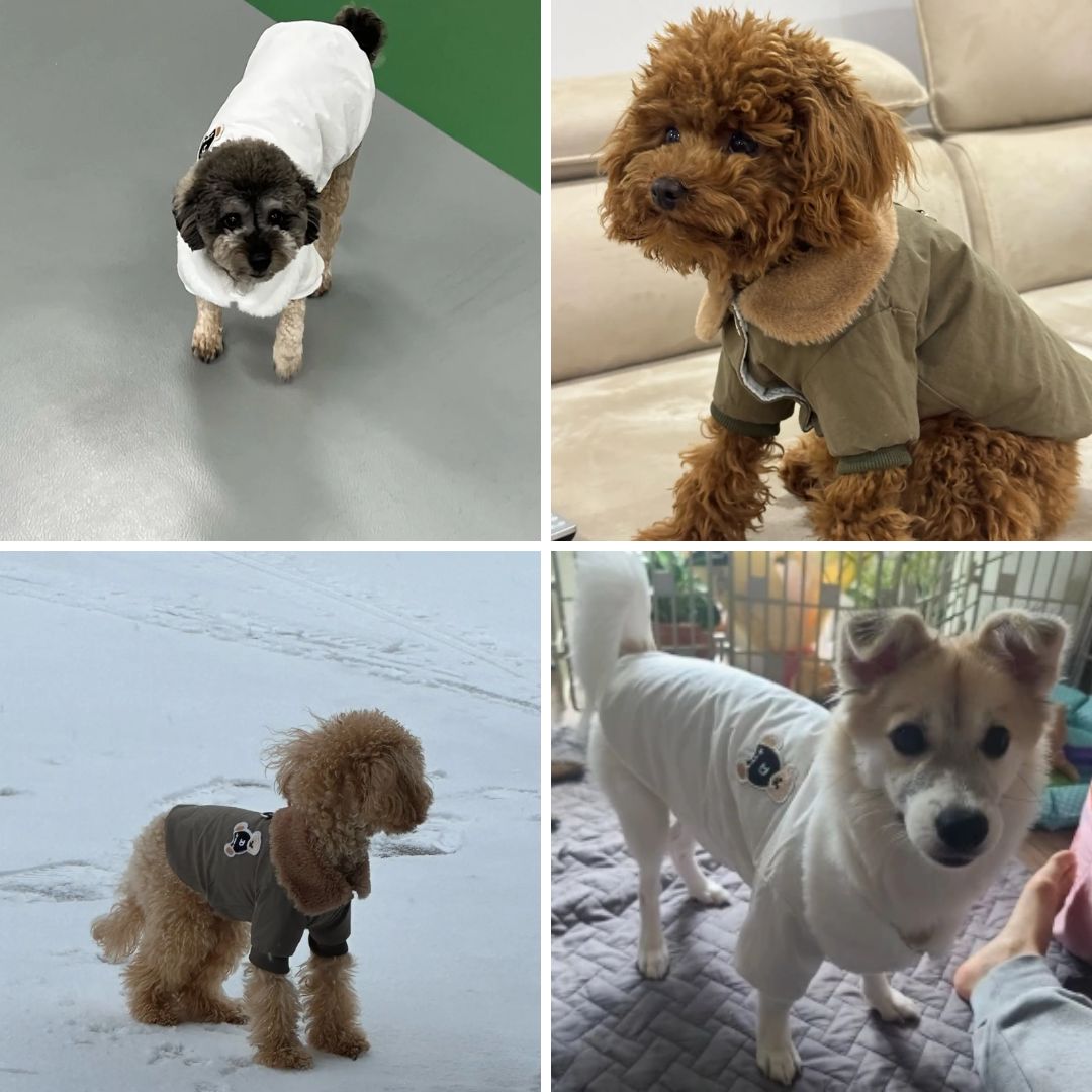 photos clients de chiens avec notre  blouson imperméable avec col en fourrure