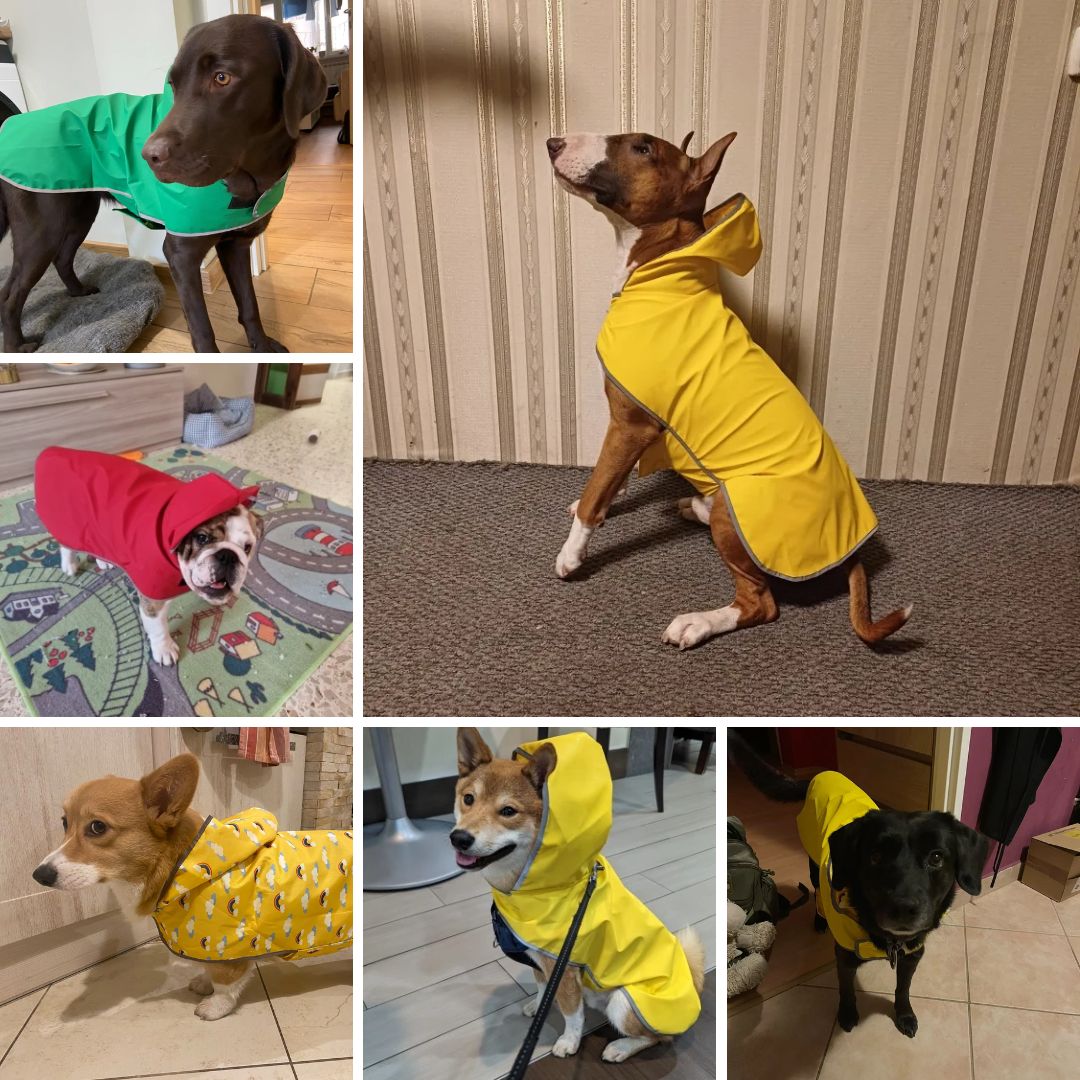 Photos clients de notre imperméable réversible pour chien