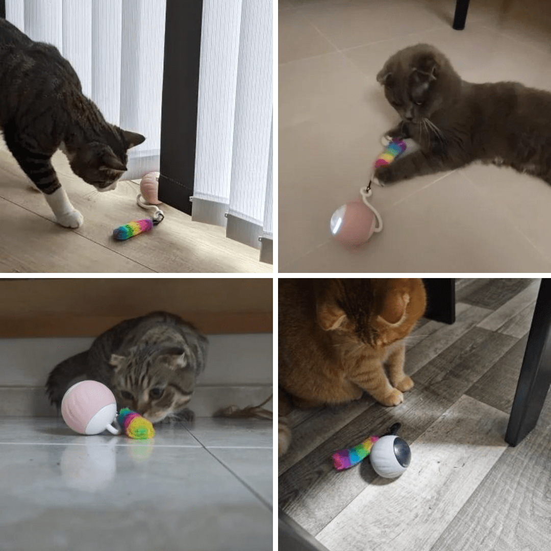 Photos clients de notre balle automatique à plume pour chat
