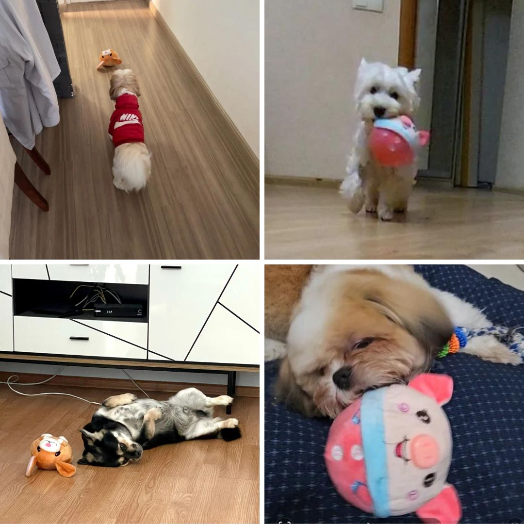 AniBall™ : Balle électronique pour chien