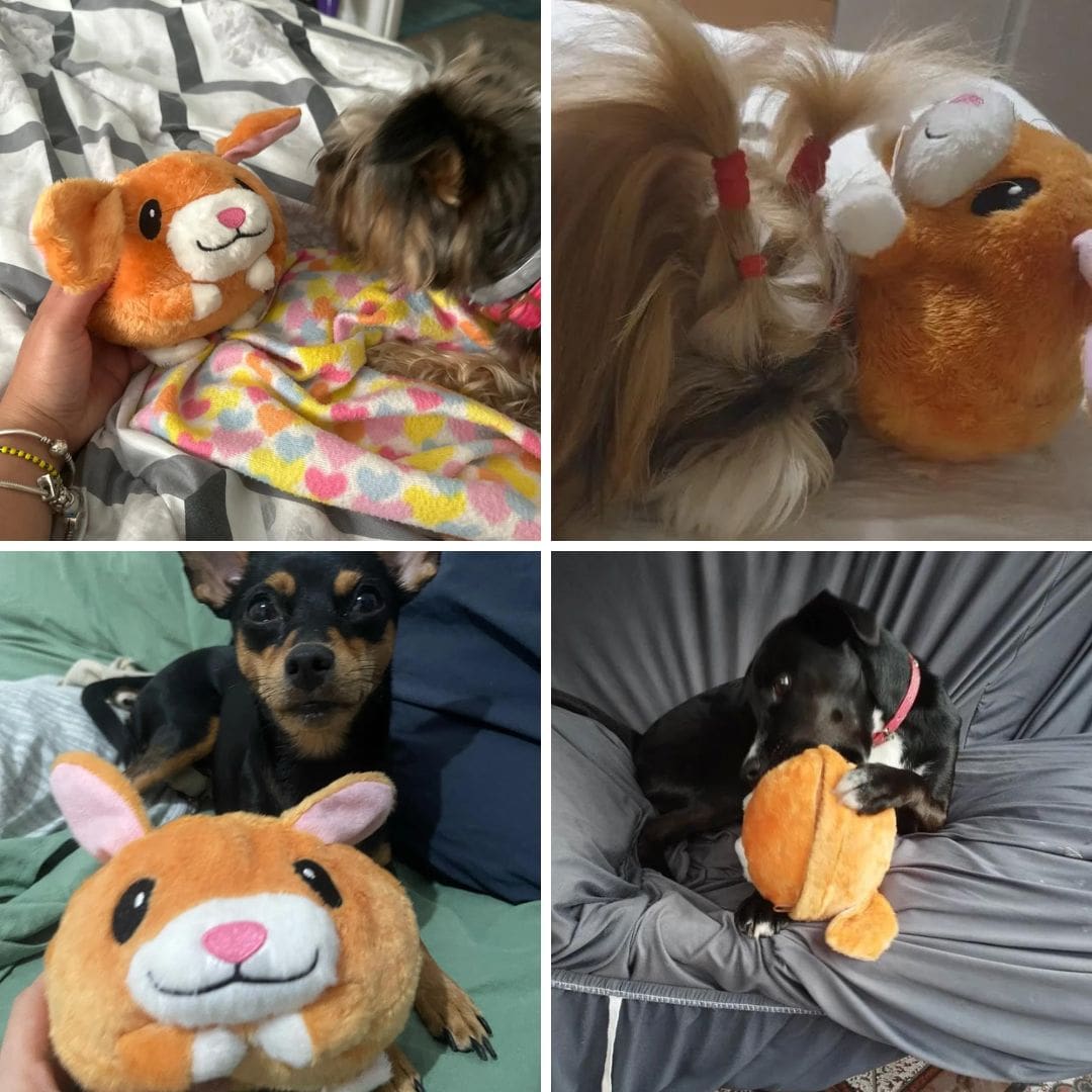 AniBall™ : Balle électronique pour chien
