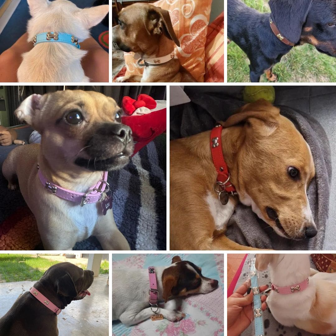 Photos clients de notre collier  à motifs os pour chien et chat