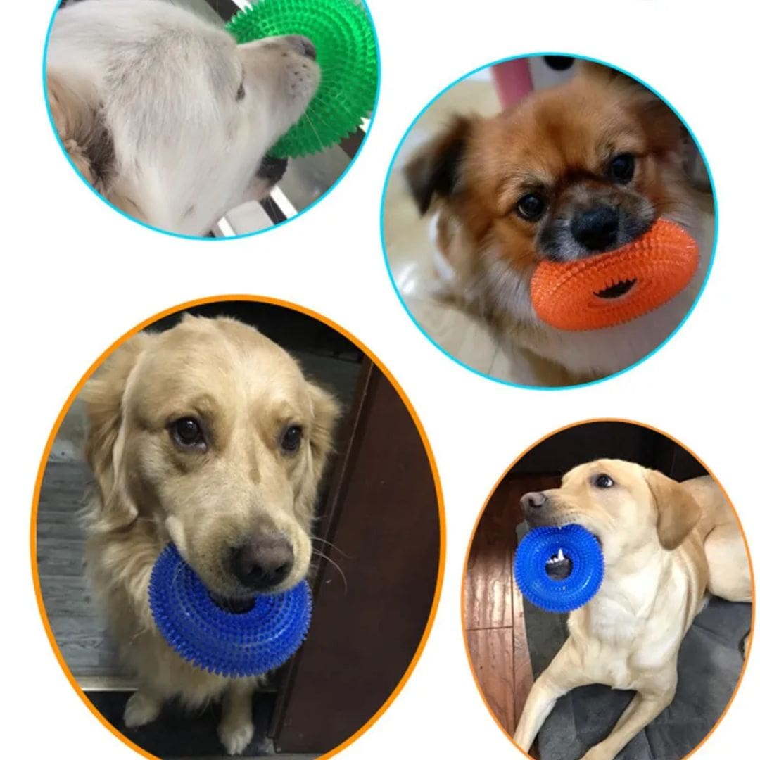 Photos clients de chiens avec notre donut de mastication