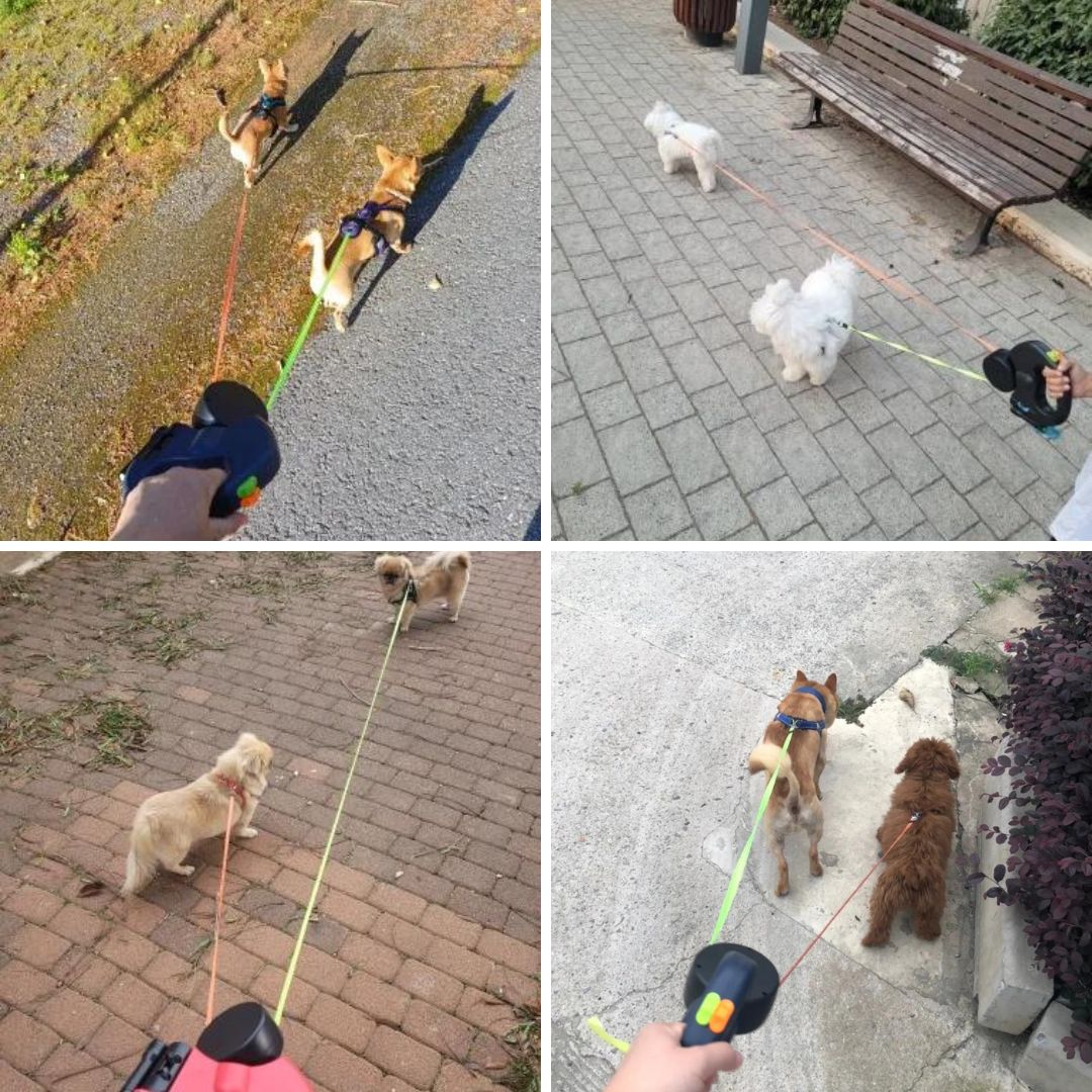 Photos clients de notre laisse rétractable double avec lumière