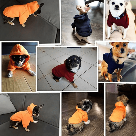 Photos clients de notre sweat à capuche pour chien