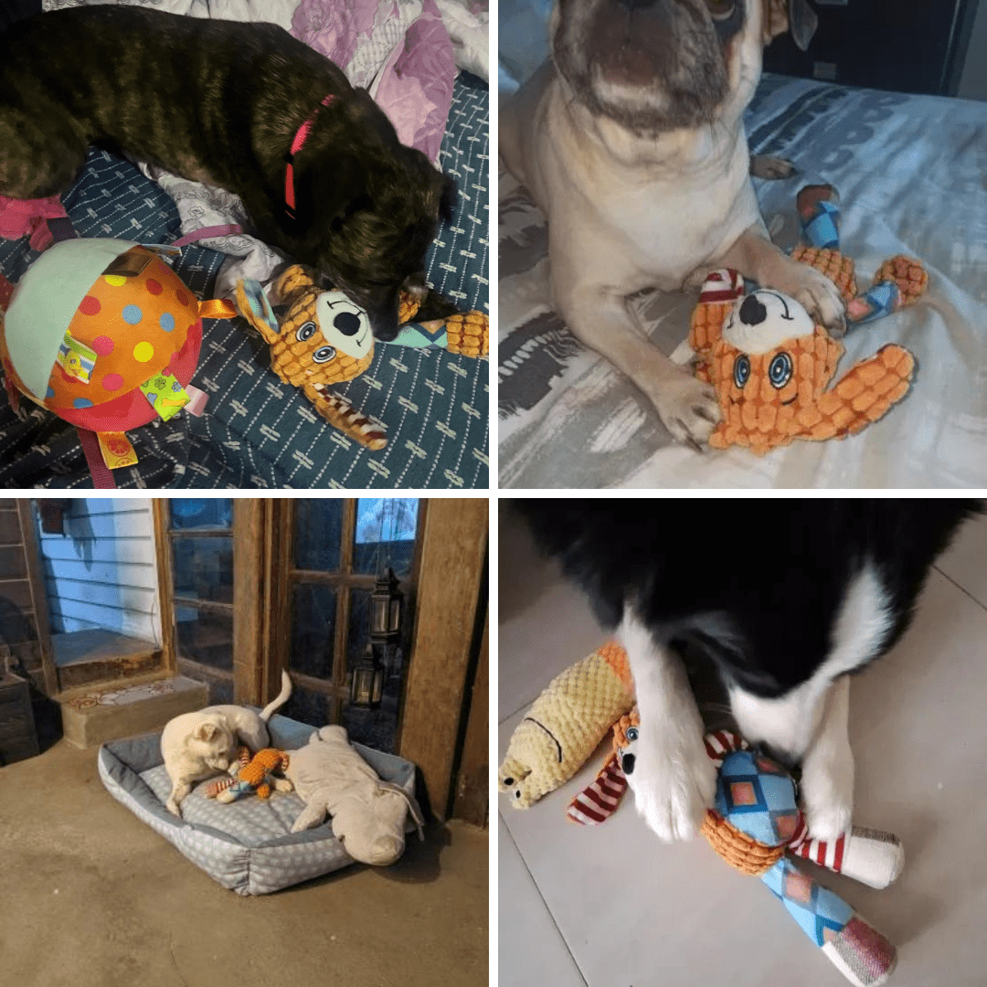 Photos clients de notre jouet à mâcher pour chien - Chien