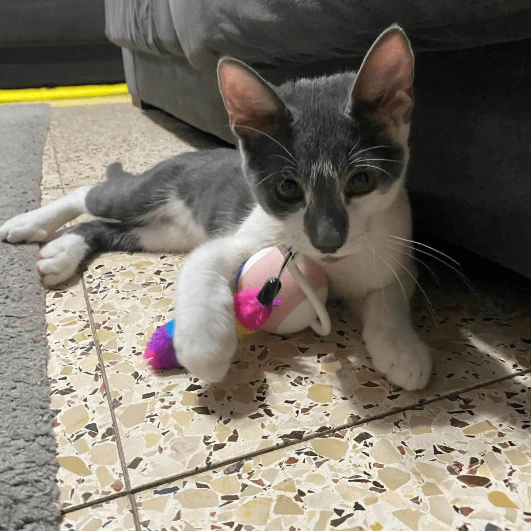 Balle automatique à plume pour chat