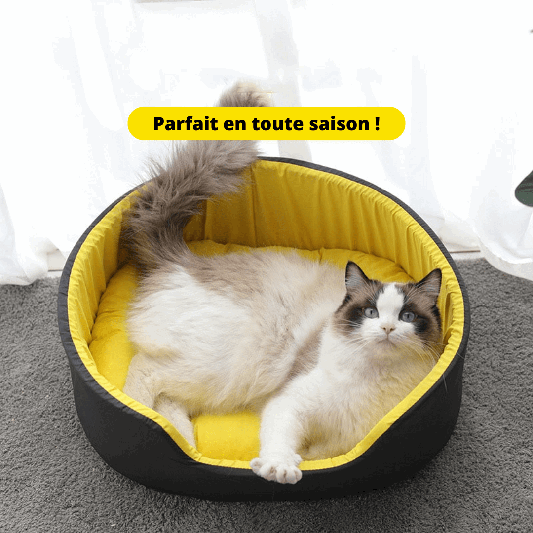 Chat dans notre panier sofa