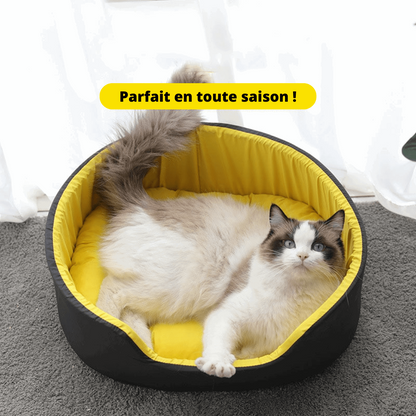 Chat dans notre panier sofa