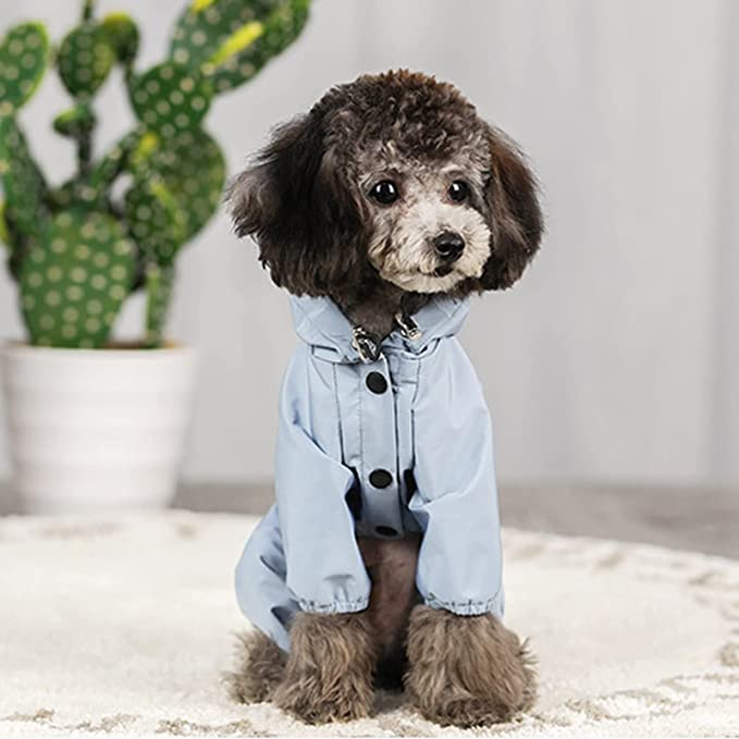 Veste imperméable portée par un chien