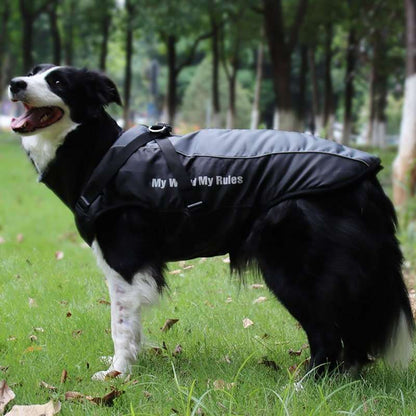 Chien avec une veste imperméable