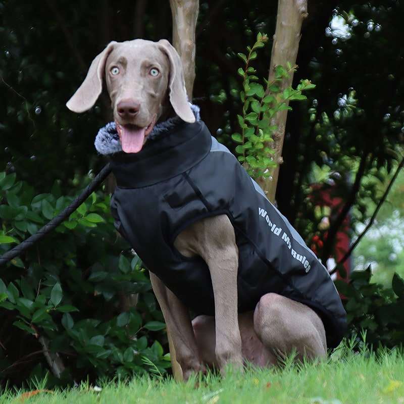 Chien avec une veste imperméable