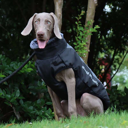 Chien avec une veste imperméable