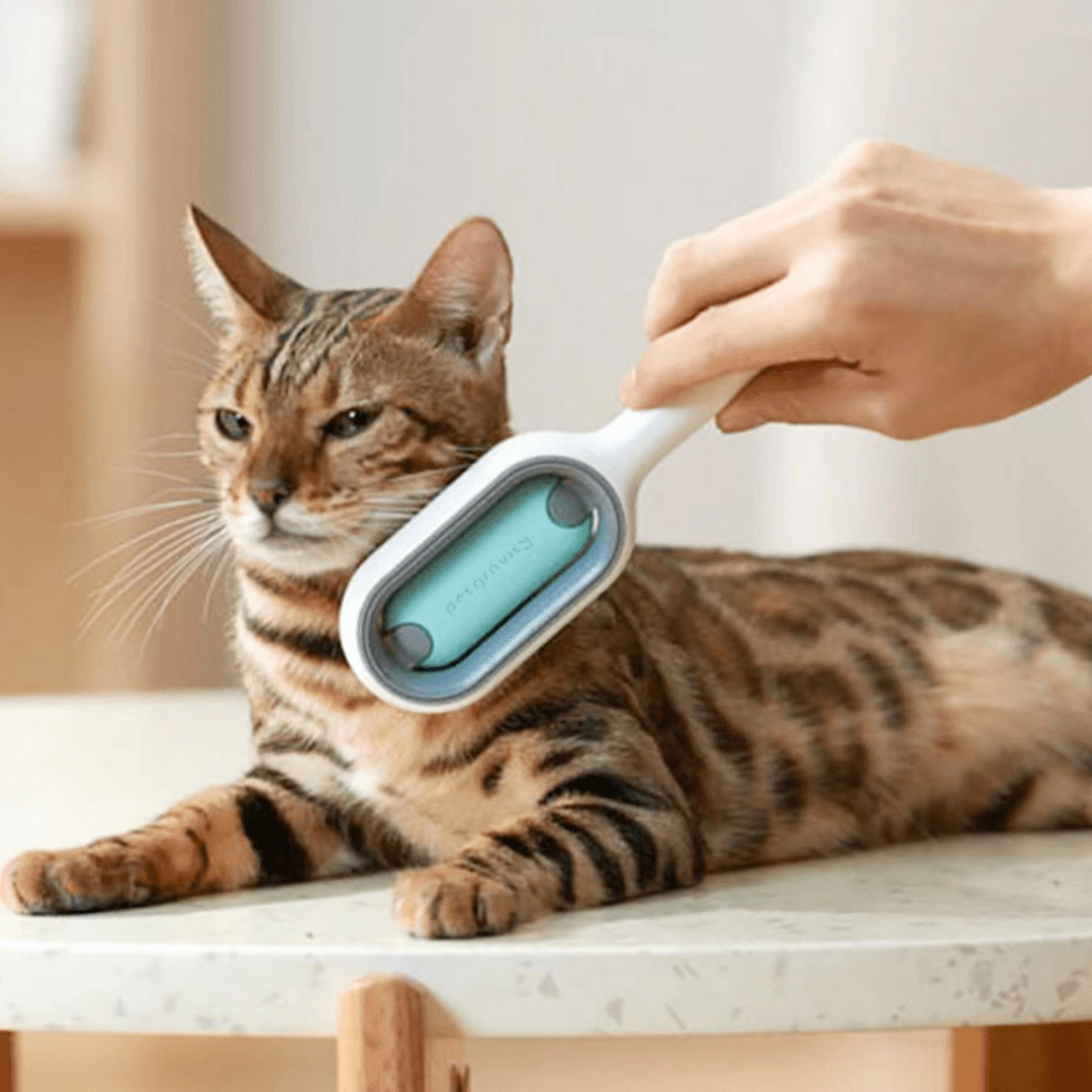 Utilisation de notre brosse de toilettage double face pour animaux de compagnie