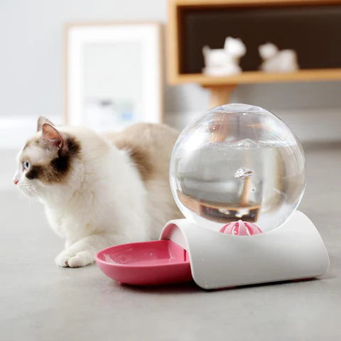 Chat avec notre fontaine rose bulle à eau 