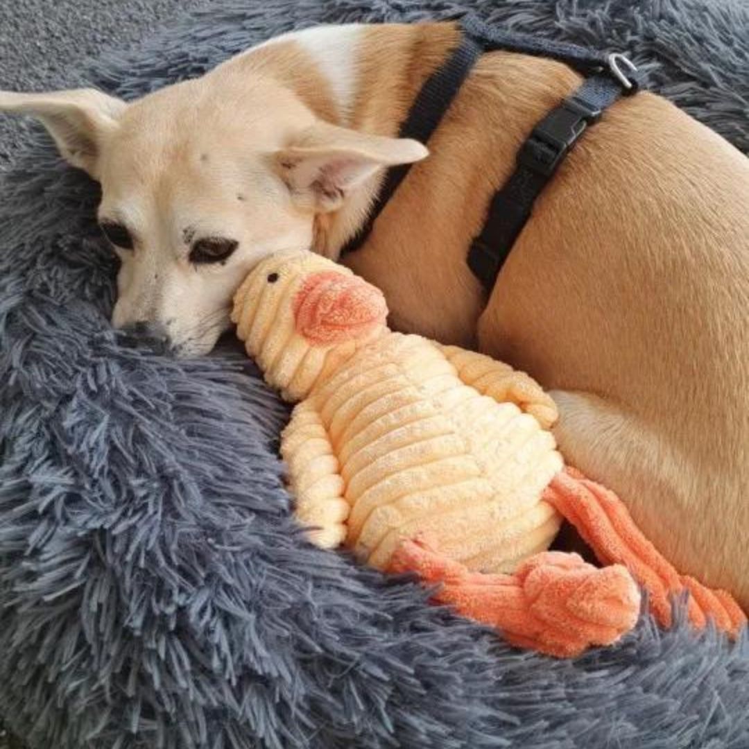 Chien avec notre peluche côtelée canard