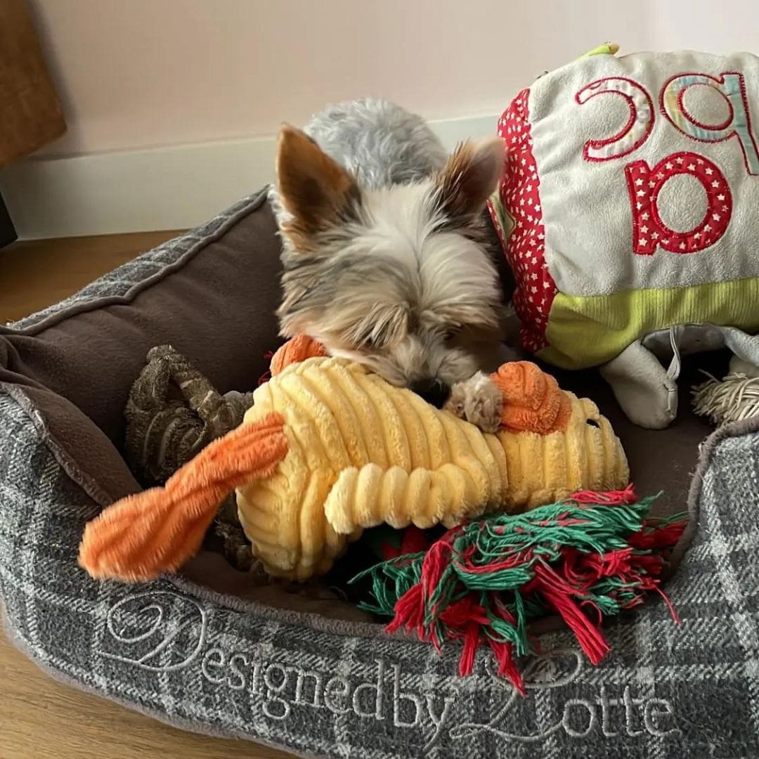 Chien avec notre peluche côtelée canard