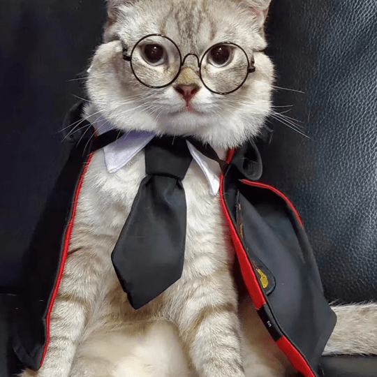 Chat avec notre déguisement cape d'Harry Potter