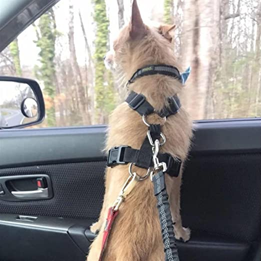 Laisse ceinture de sécurité voiture pour chien 
