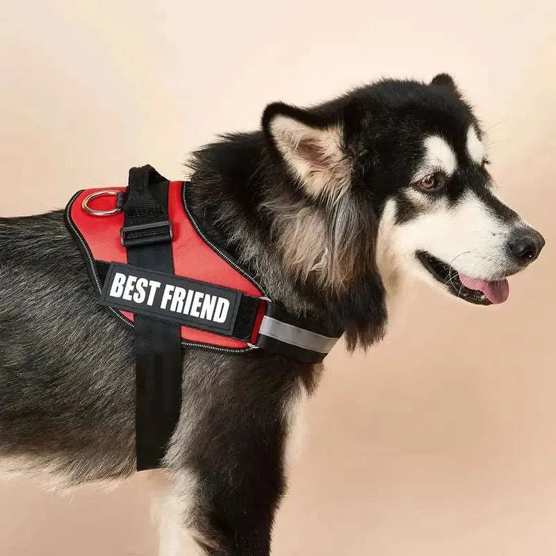 Chien avec un harnais personnalisé rouge