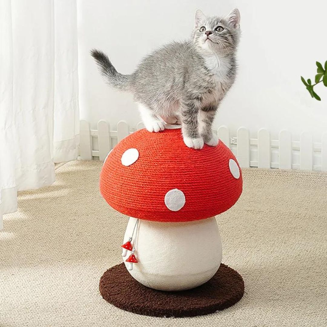 Chat sur notre griffoir champignon