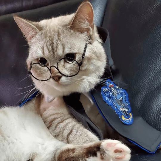 Chat avec notre cape d'Harry Potter