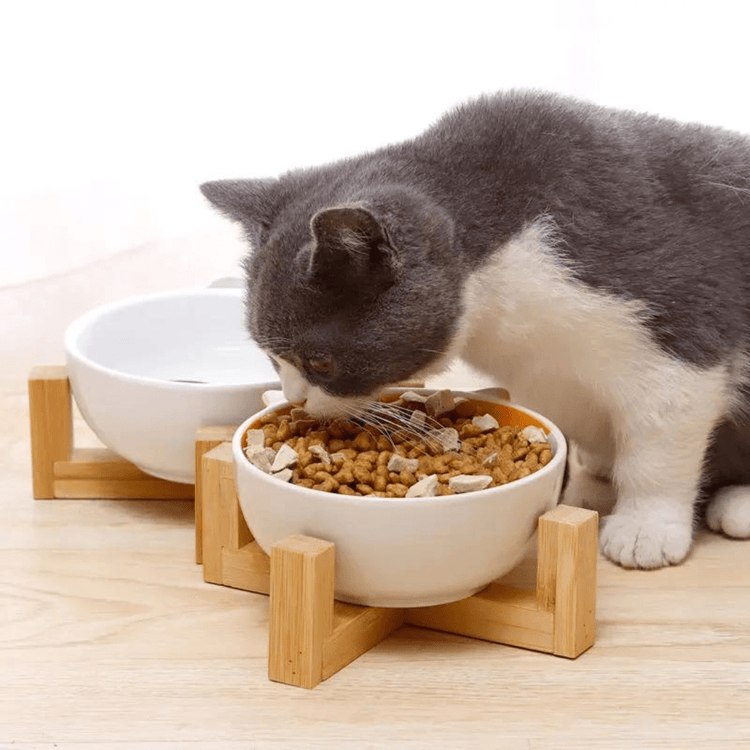 Chat qui mange dans nos bols en céramique