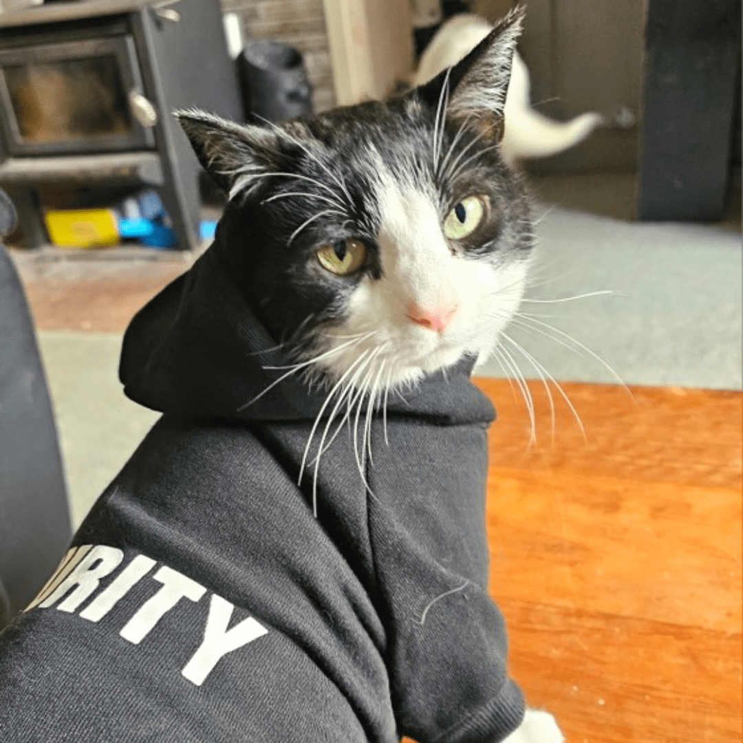 Chat avec notre pull "security" pour animaux
