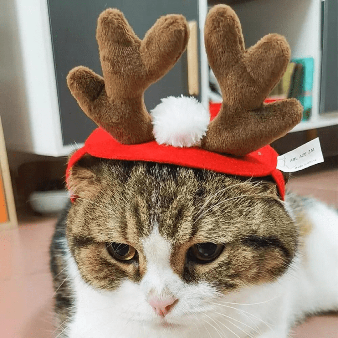 Déguisement de tête pour chat