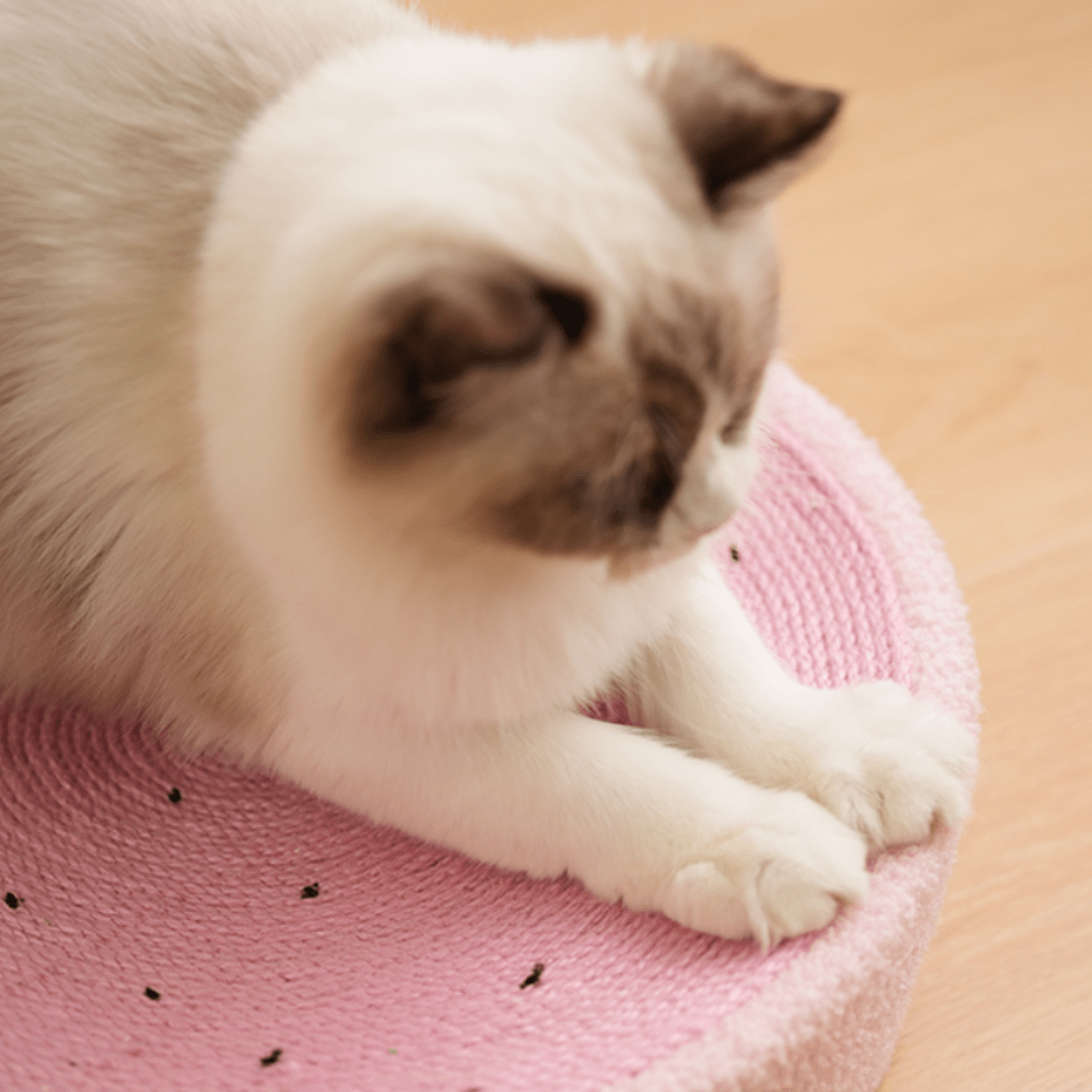 chat sur un griffoir pour chat en forme d'animaux