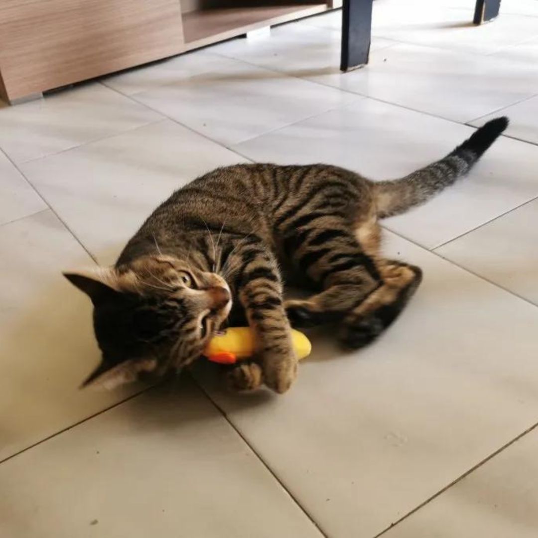 Stimulation mentale et physique avec nos mini peluches pour chat