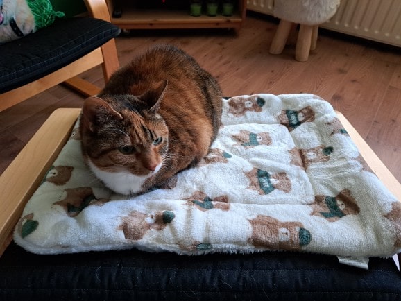 Chat sur notre tapis de couchage avec des motifs ours