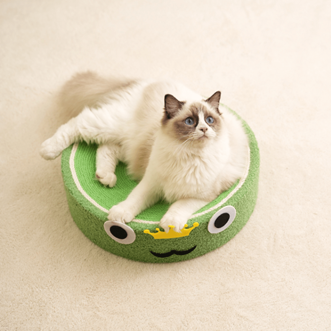 Chat sur un griffoir en forme de grenouille