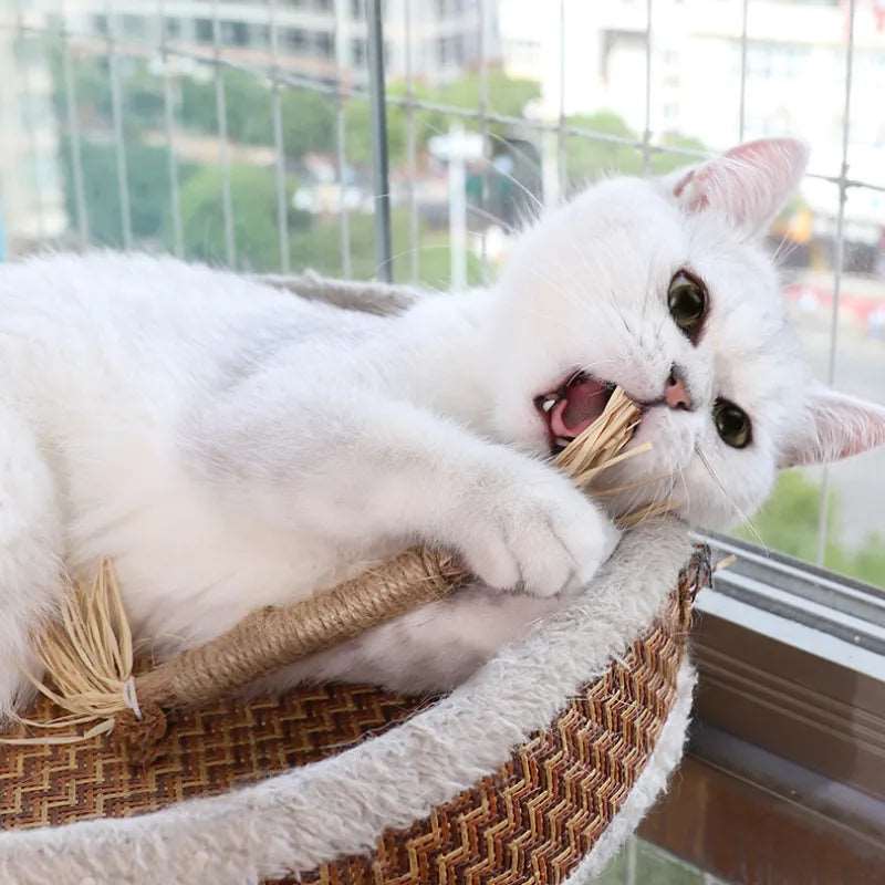 Chat avec notre bâton à mâcher 