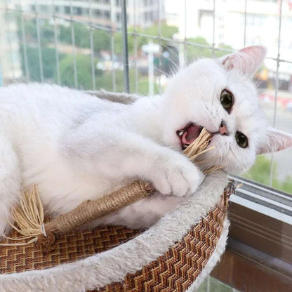 Chat avec notre bâton à mâcher 