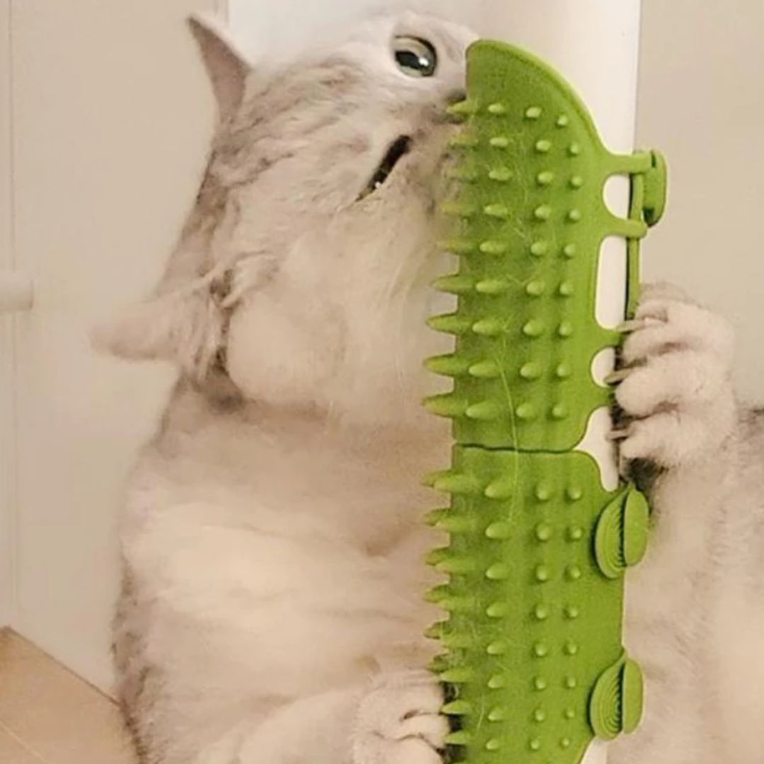 Chat qui se frotte contre notre brosse multi-supports