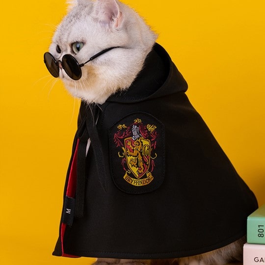 Chat avec notre cape Harry Potter Gryffondor