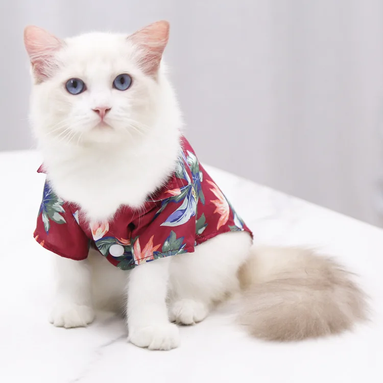 Chat avec notre chemise Hawaïenne rouge