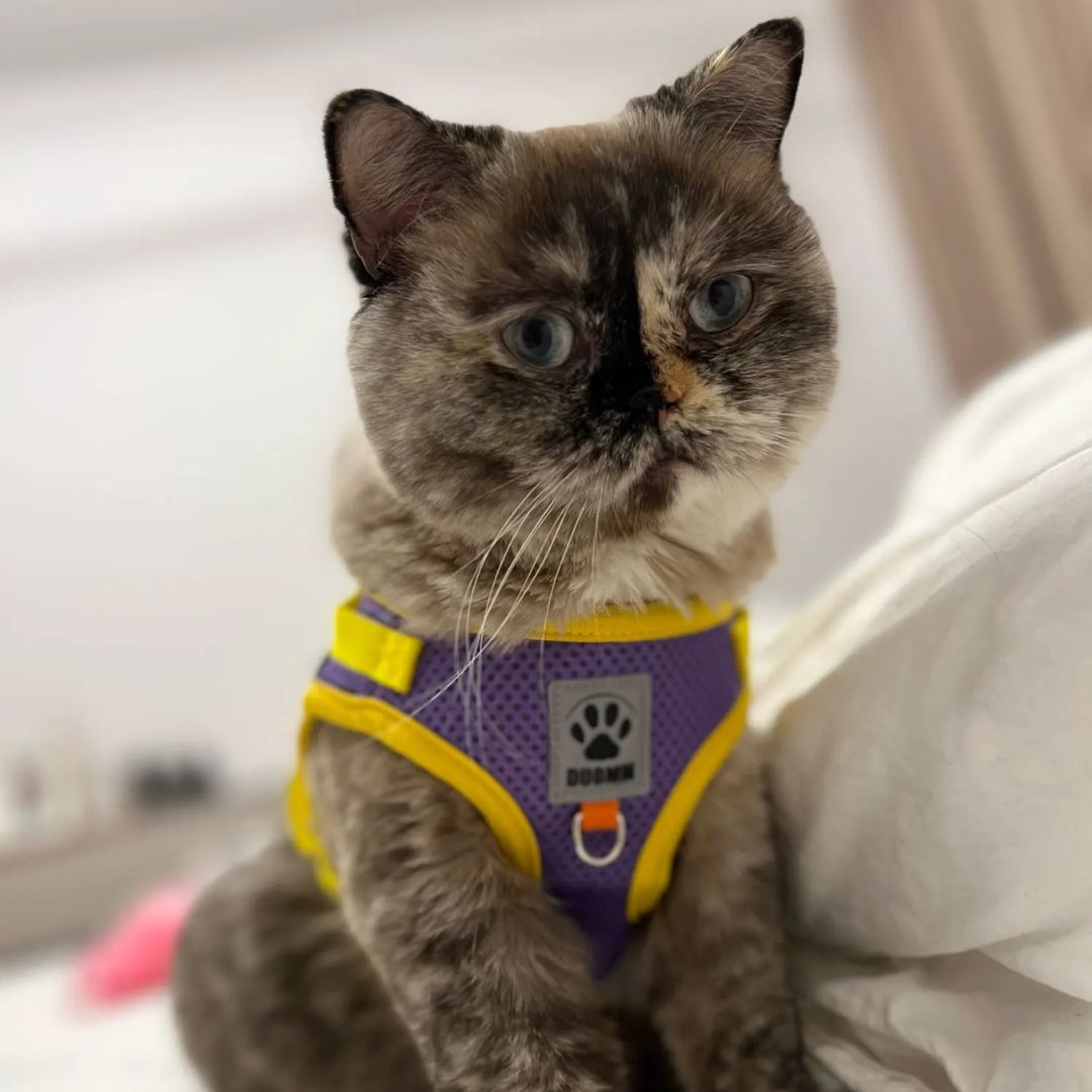 Chat avec notre harnais réfléchissant