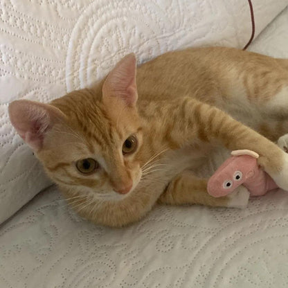 Chat avec notre mini peluche