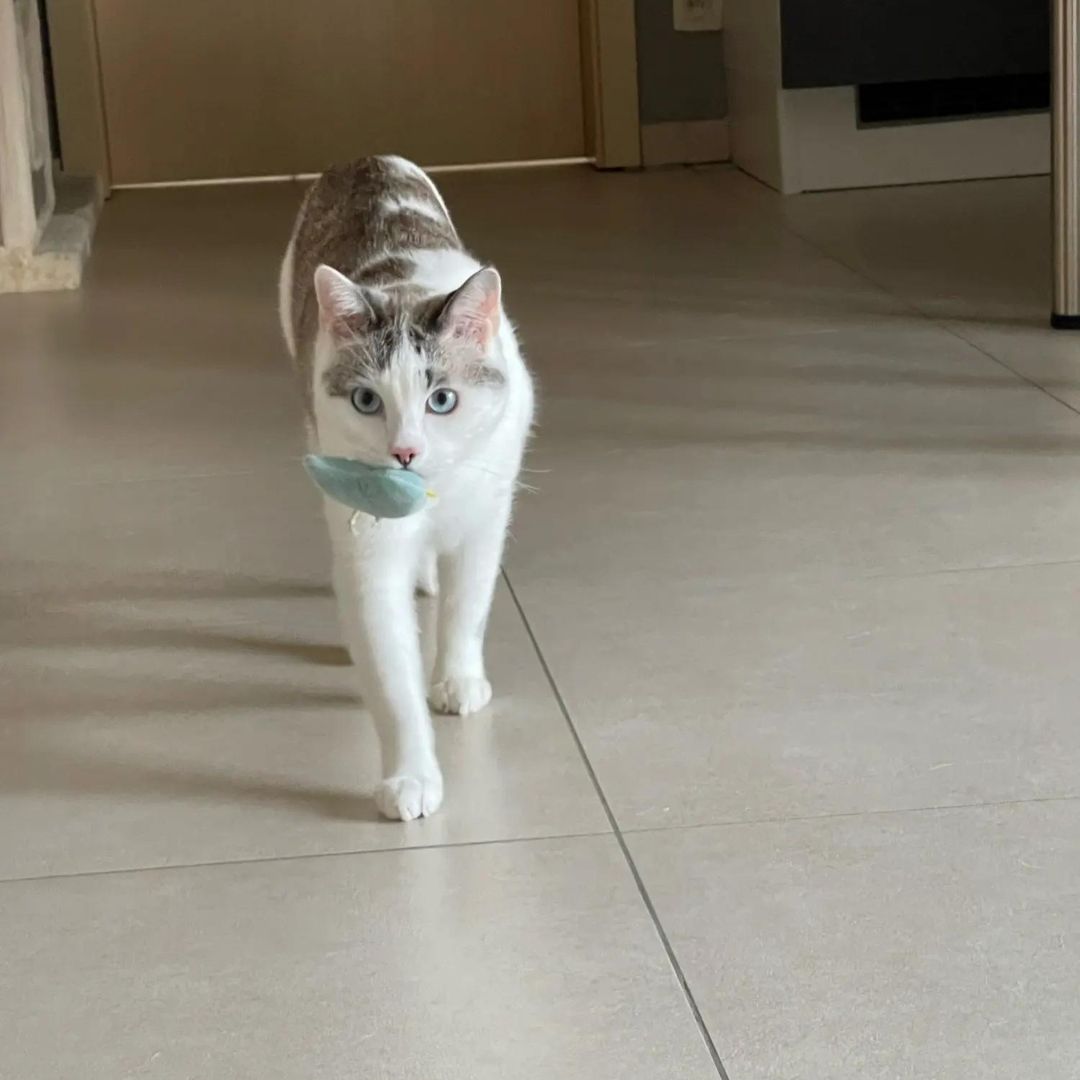 Chat qui joue avec notre mini peluche