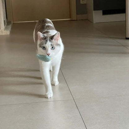 Chat qui joue avec notre mini peluche