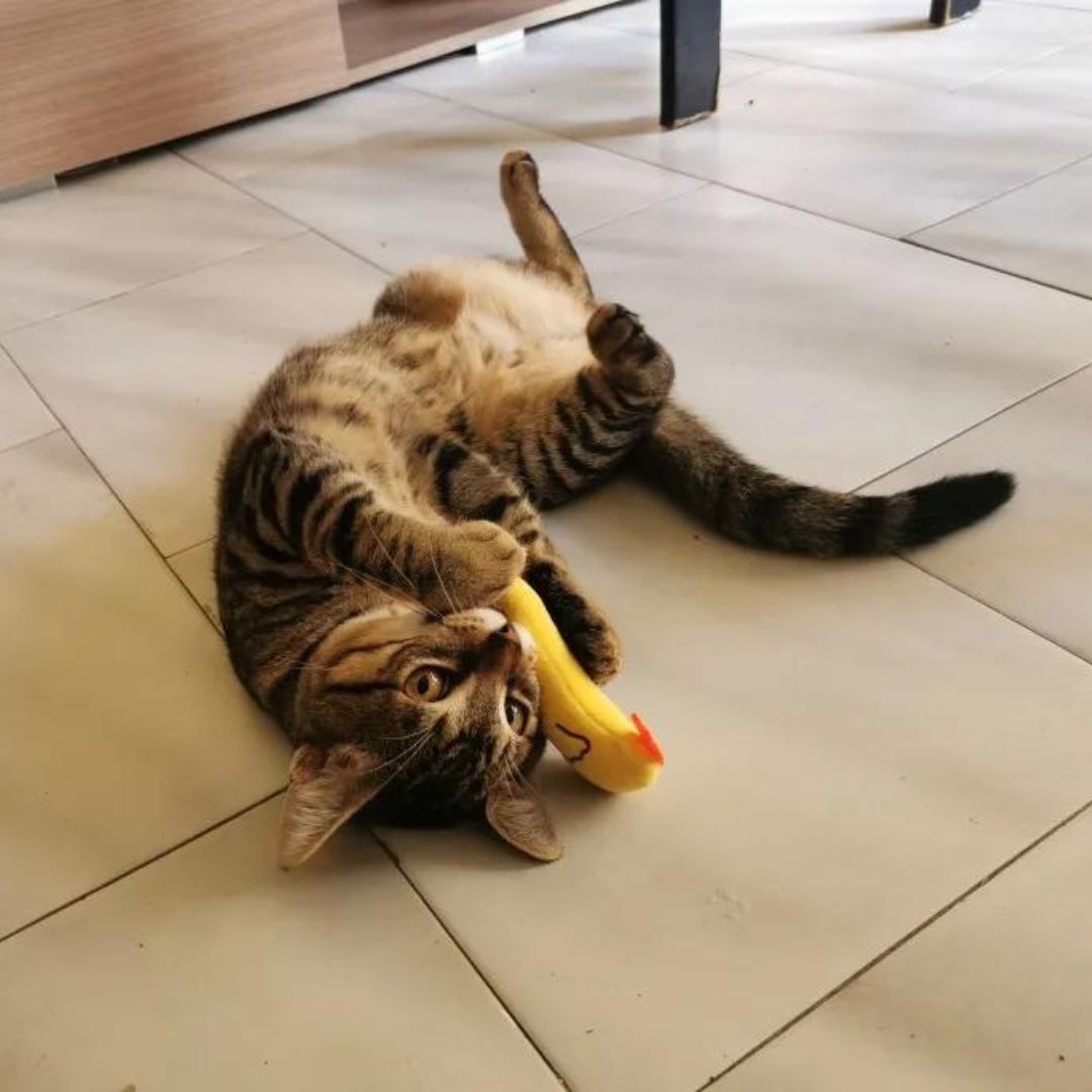 Chat qui joue avec notre mini peluche